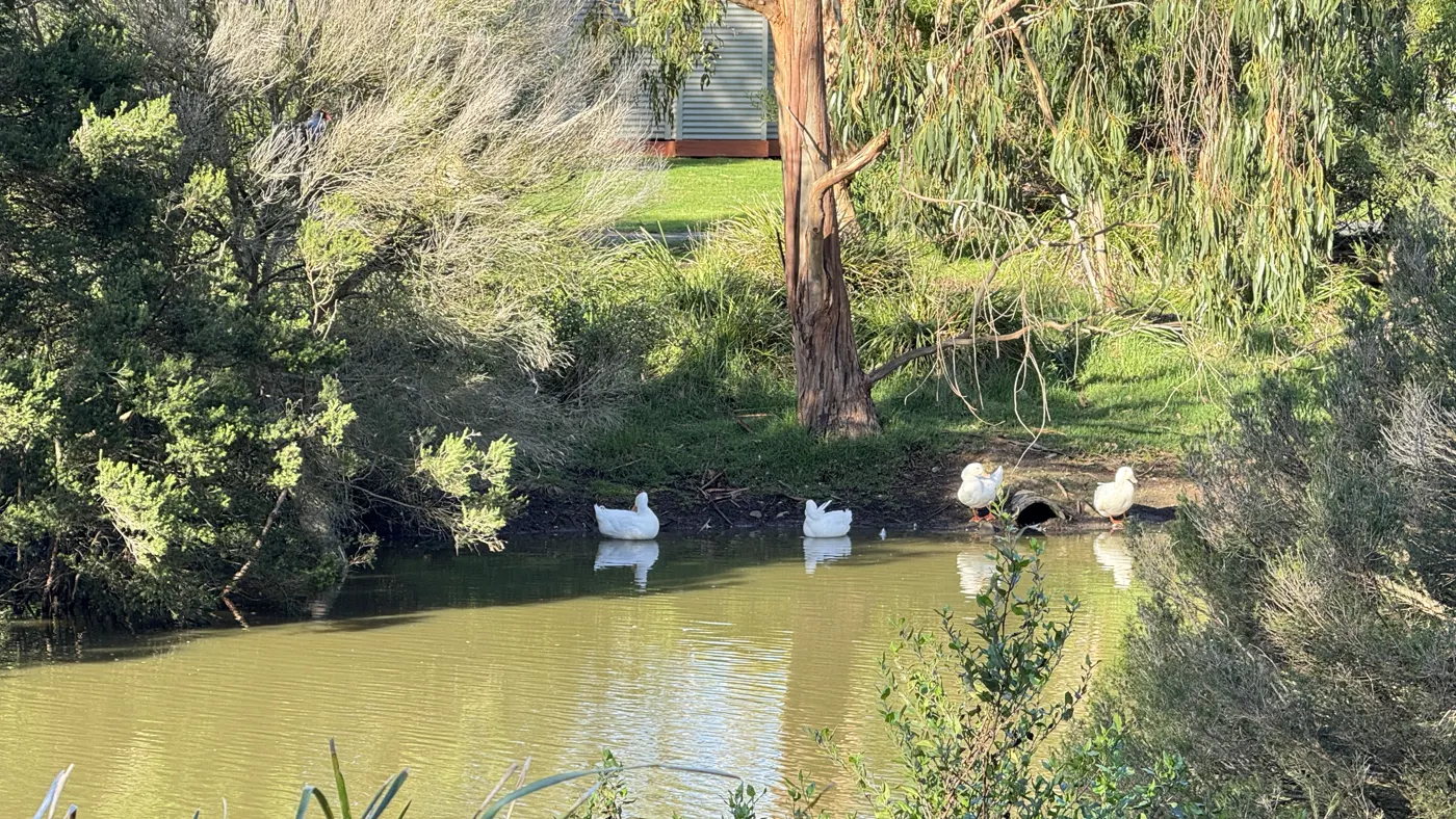 Ducks beside the resort nature pond