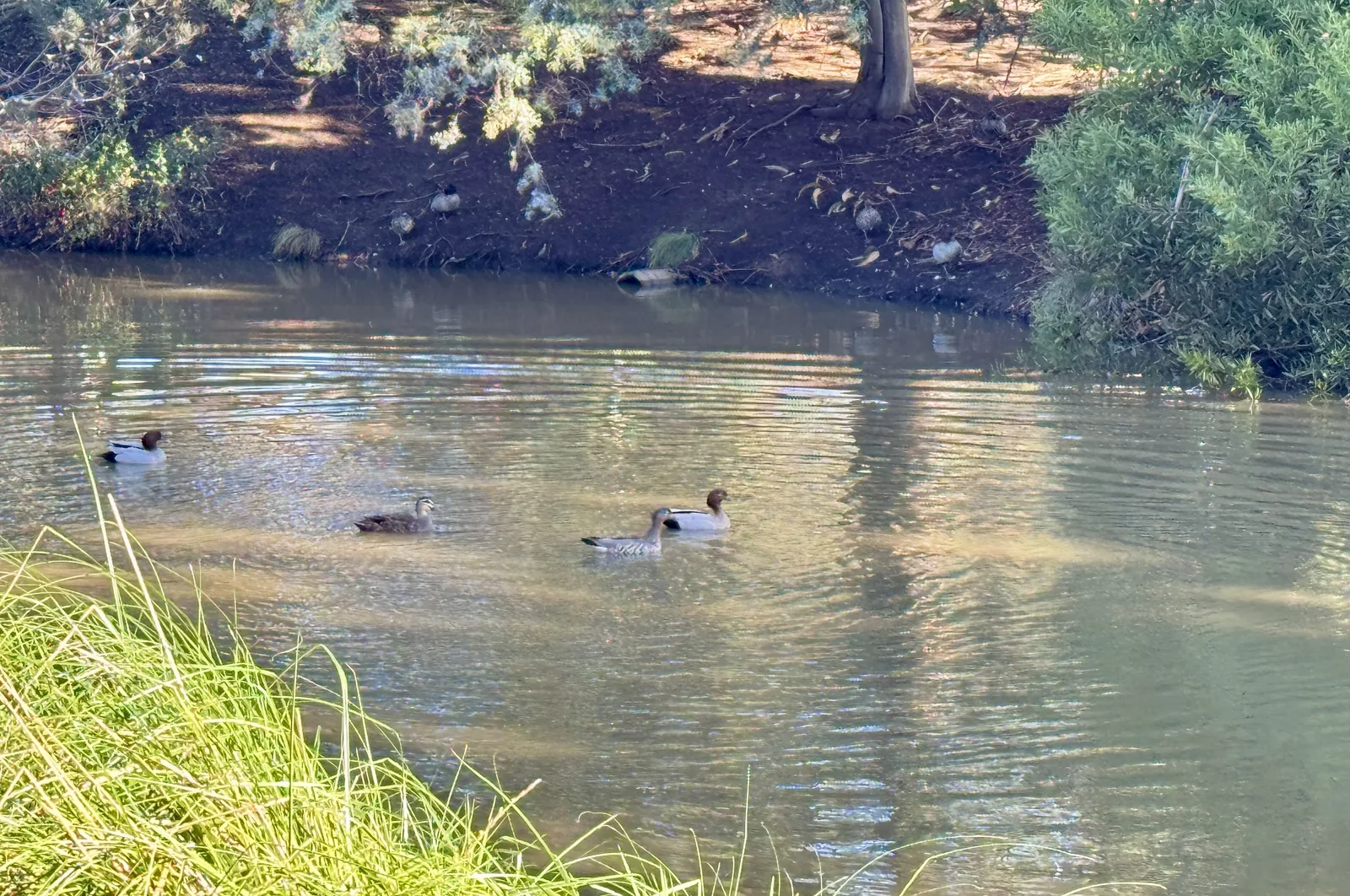 Waterbird swimming in the resort pond