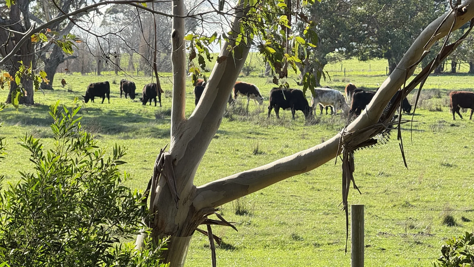 Cattle grazing beyond the resort grounds