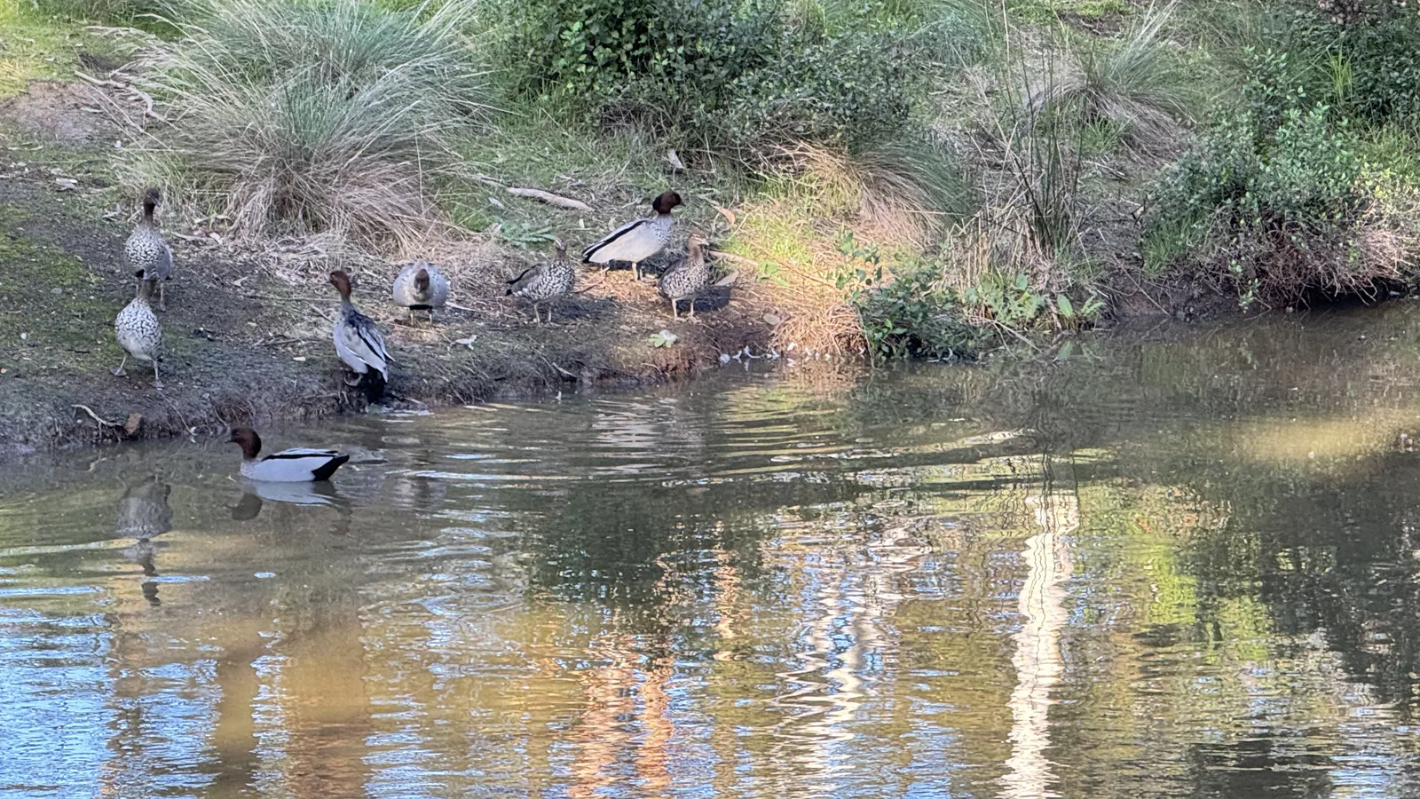 Waterbirds gathering at the edge of a peaceful resort pond